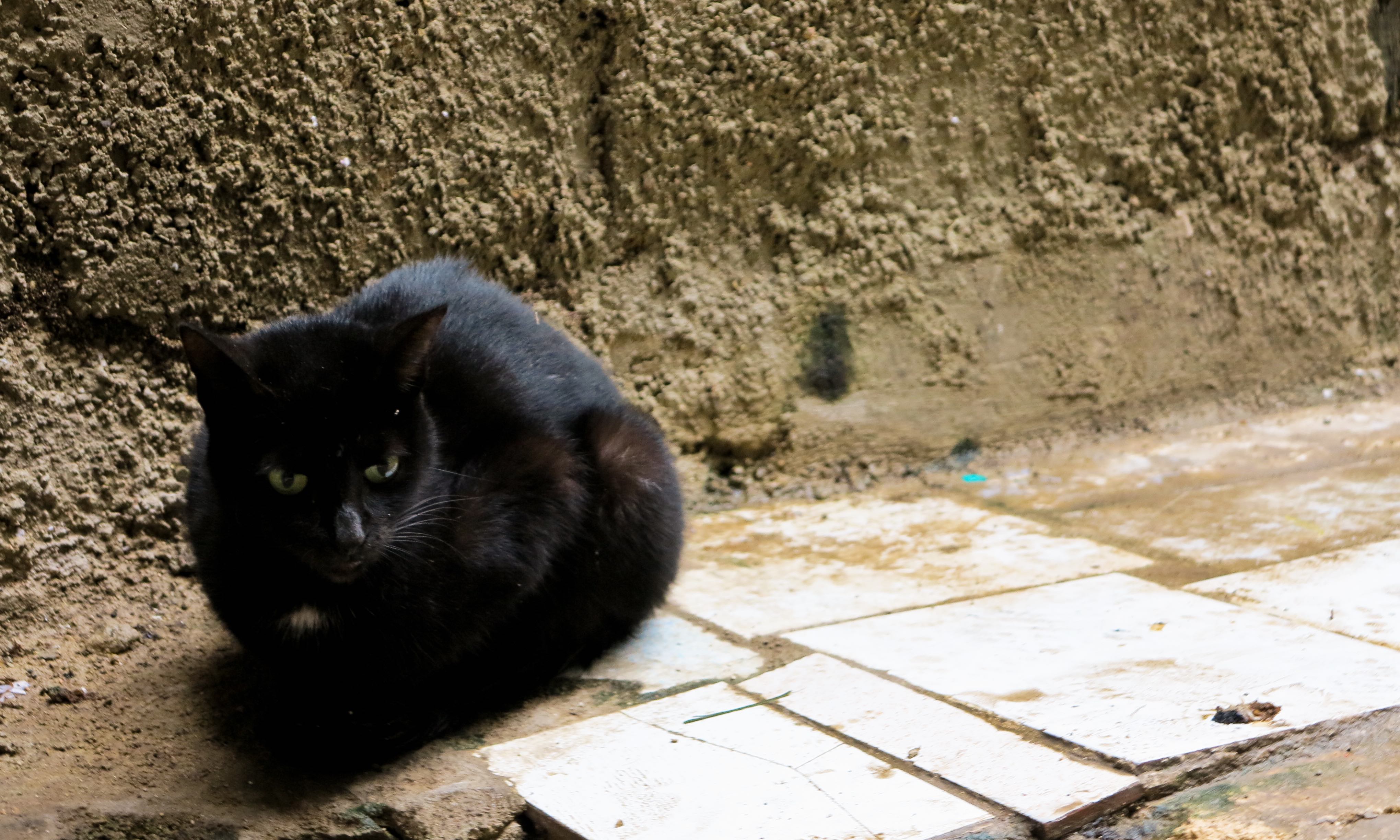 Gata al asecho en el sitio de siempre (Foto: Mónica Baró)