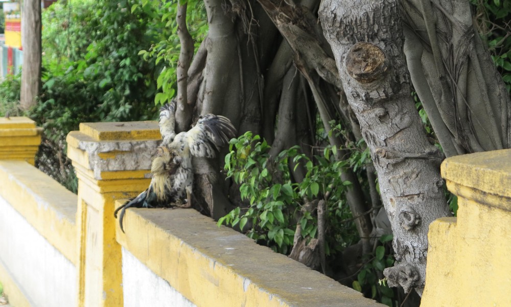 Ofrendas religiosas en el río Quibú (Foto: Geisy Guia)