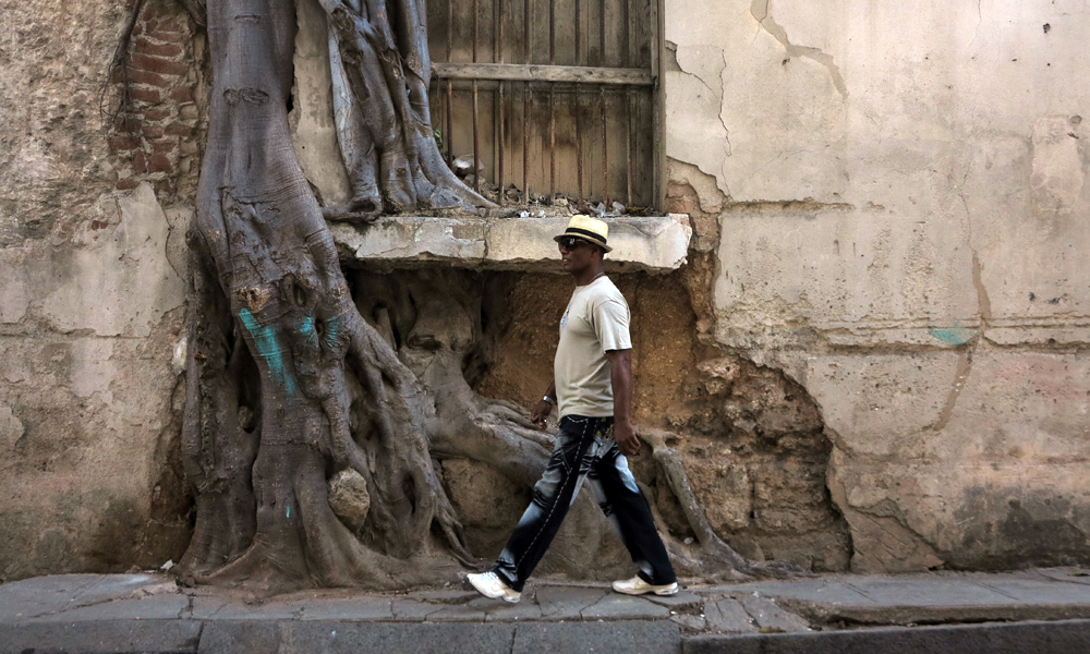 Romance entre el árbol y la piedra (Foto: Mónica Baró)