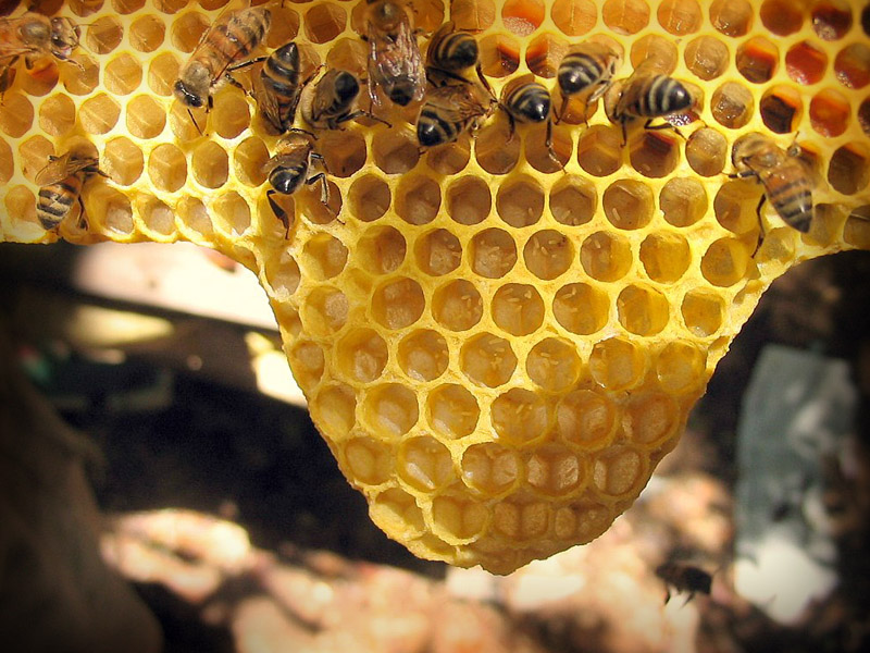 Foto 2. Abejas de Campeche (Foto tomada del diario de Campeche) 