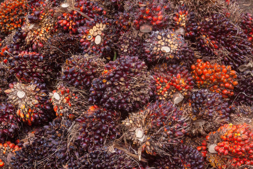 Fruto de palma africana cultivada en Nicaragua. De esta planta se obtiene aceite vegetal para consumo humano. Su siembra en grandes extensiones de tierra amenaza la biodiversidad (Foto: Alejandro Ramírez Anderson)