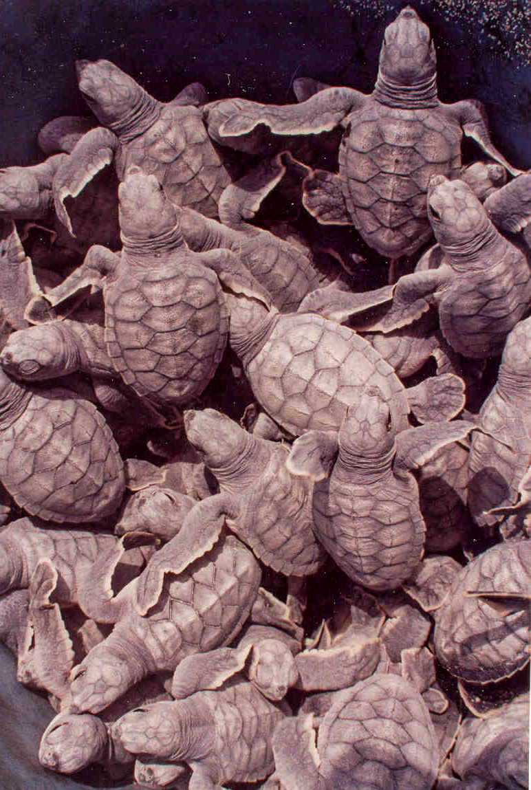 Guanahacabibes, Pinar del Río, Cuba (Foto: Alejandro Ramírez Anderson)