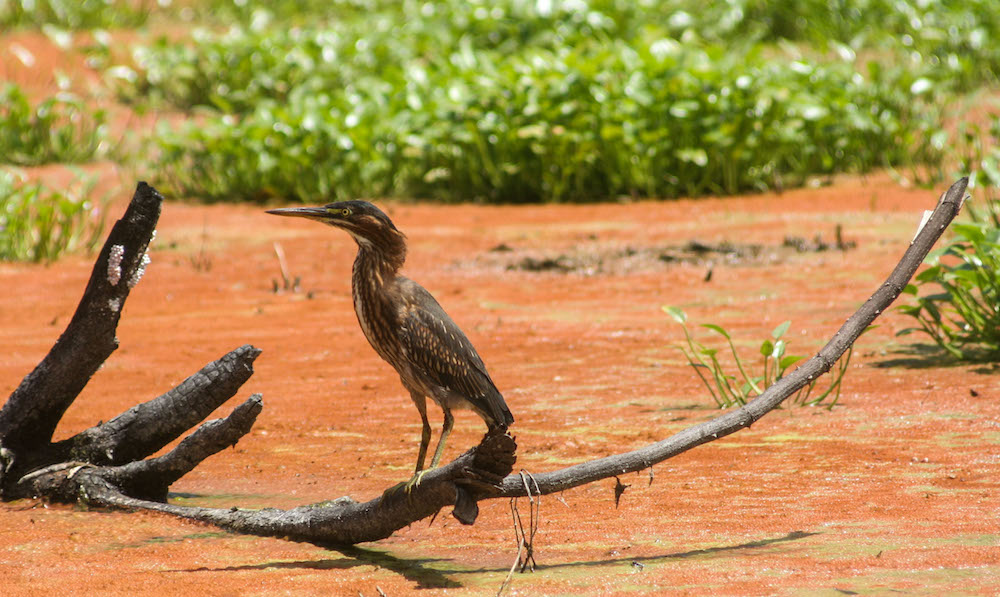 Aves de la Ciénaga de Zapata (Foto: Alejandro Ramírez Anderson)