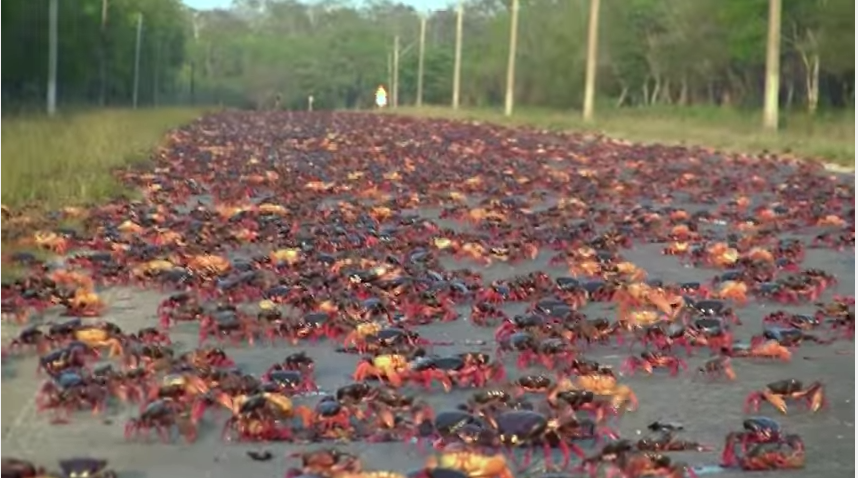 Cangrejo rojo durante la etapa de migración en Matanzas, Cuba 