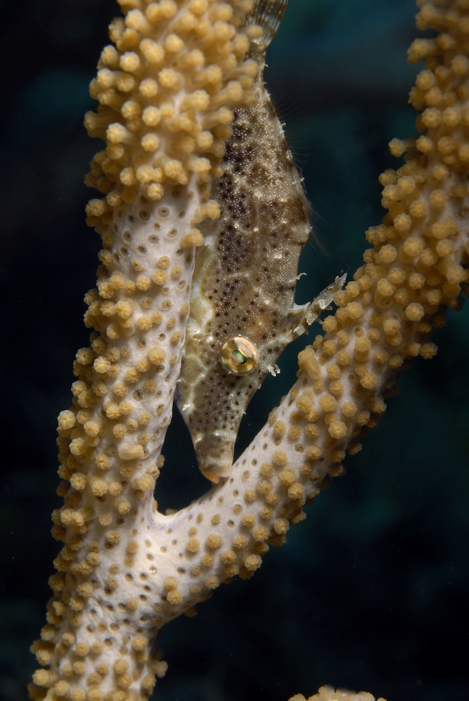 El pez lija es de la familia Monacanthidae de peces marinos, incluida en el orden Tetraodontiformes, distribuidos por los océanos Atlántico, Índico y Pacífico.