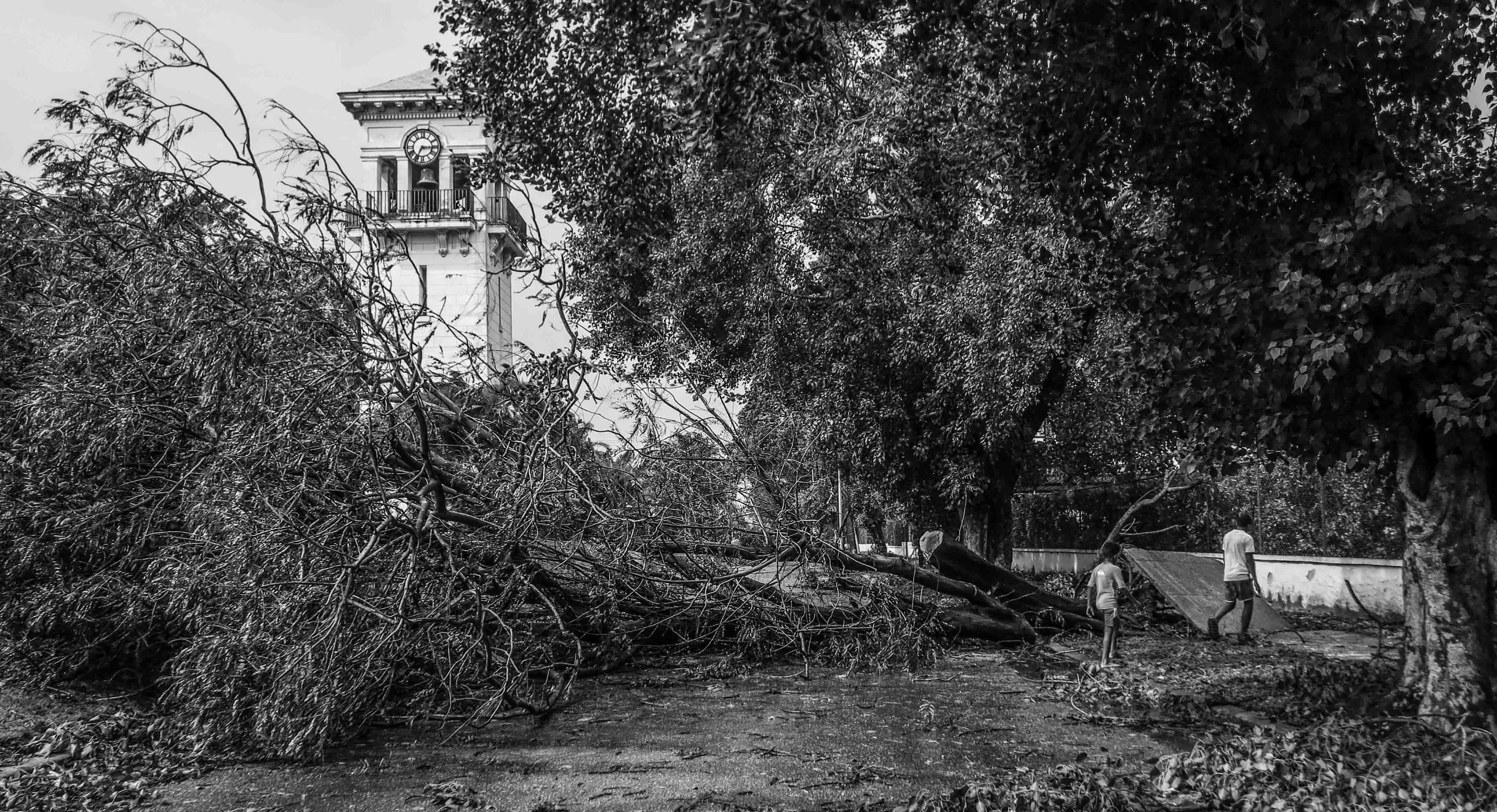 A pesar de que La Habana no fue una de las ciudades donde el huracán Irma tocó tierra, la fuerza de sus vientos sí movieron cimientos y raíces (Foto: Mónica Baró)