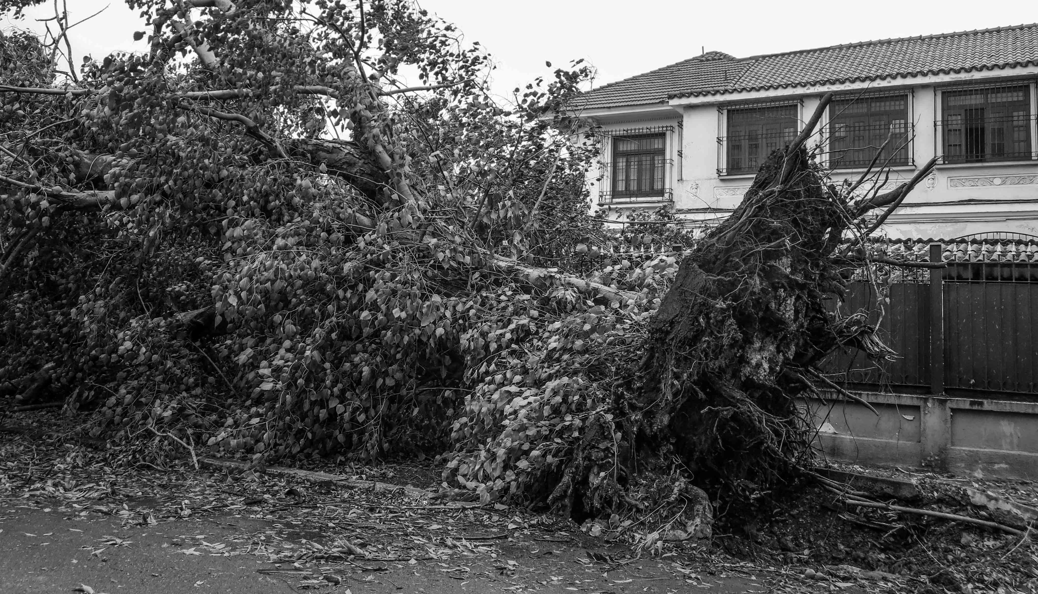 En el reparto Miramar la poda y recogida de los árboles supone un desafío para las brigadas que se encuentran trabajando en el saneamiento (Foto: Mónica Baró)