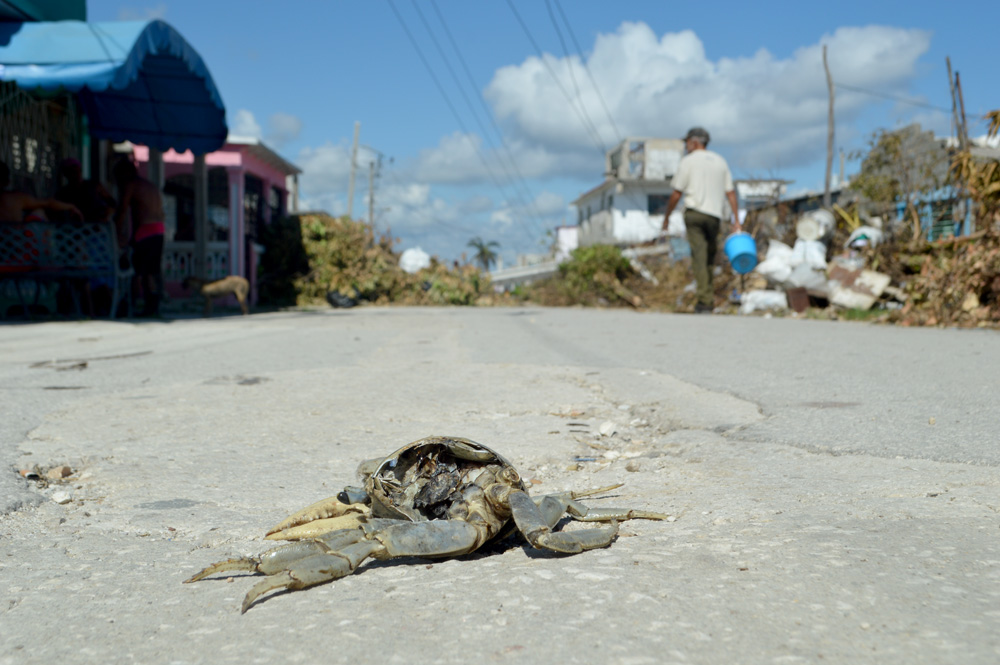 Los cangrejos, uno de los símbolos de Caibarién, se pueden ver por las calles, unos con más vida que otros