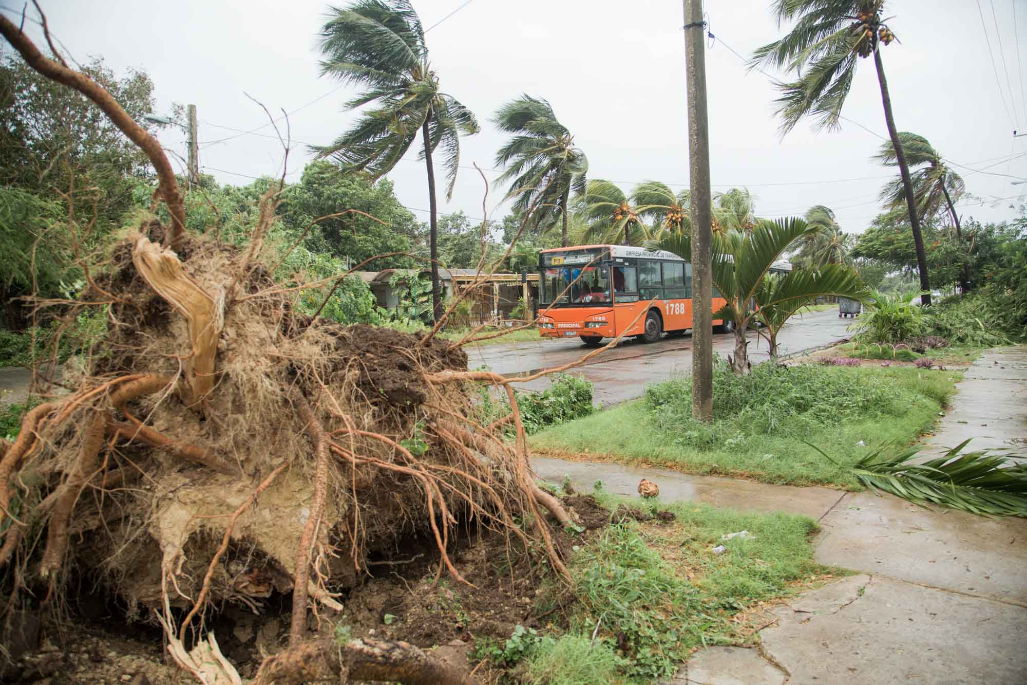 Los árboles comenzaron a caer antes de lo esperado (Foto: Jorge Ricardo)