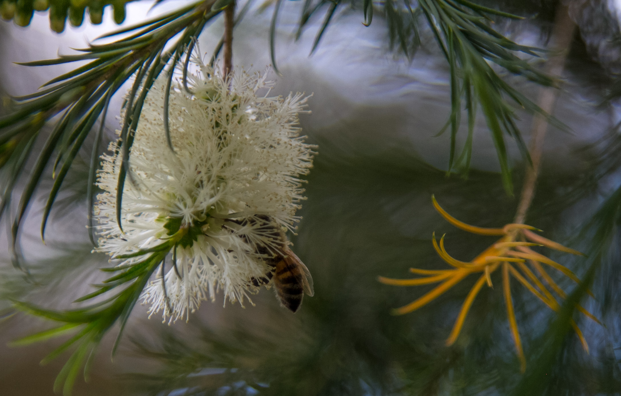 Panel de abejas de una finca en el cráter del Pululahua, en Quito, Ecuador (Foto: Alejandro Ramírez Anderson)