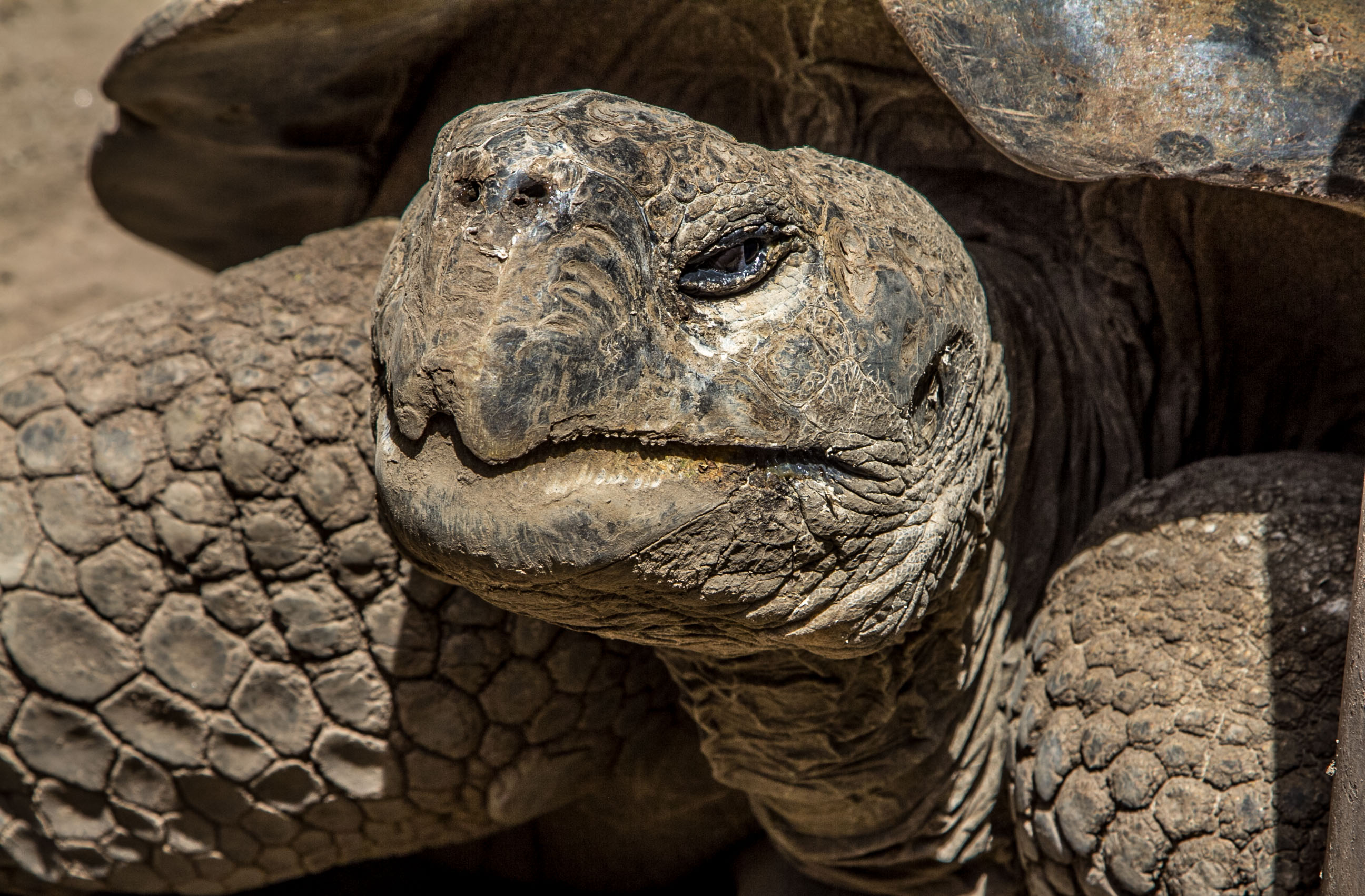 Este galápago forma parte de un zoológico de nueva concepción ubicado en Ecuador. Todas las especies son rescatadas de situaciones de caza ilegal, tráfico o accidentes (Foto: Alejandro Ramírez Anderson)