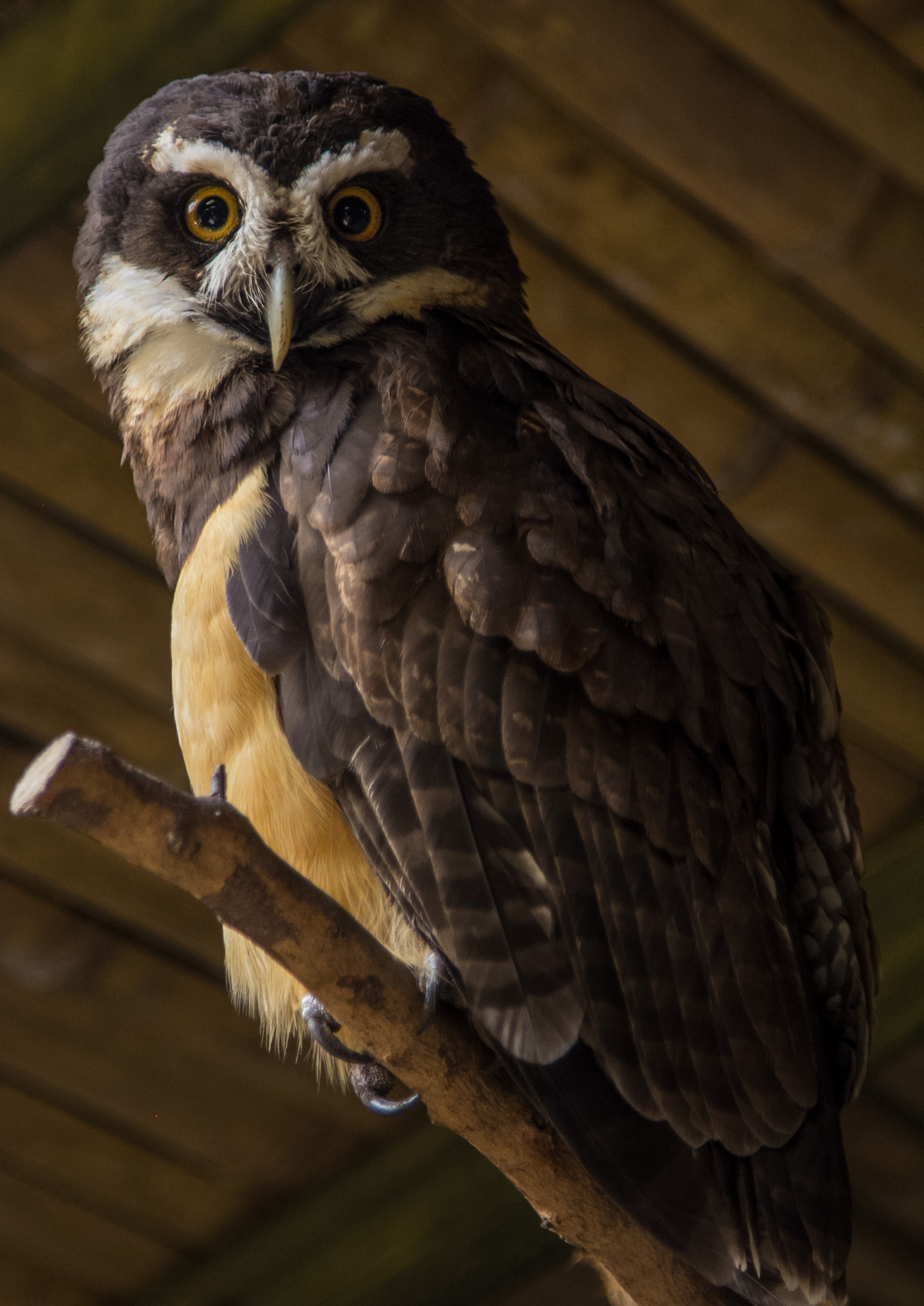 Muchas de las especies que se conversan en el zoológico de Guayllabamba, localizado en las afueras de Quito, son atendidas y regresadas a su ambiente natural o se ubican en hogares definitivos si no tienen las condiciones para sobrevivir fuera del parque (Foto: Alejandro Ramírez Anderson)