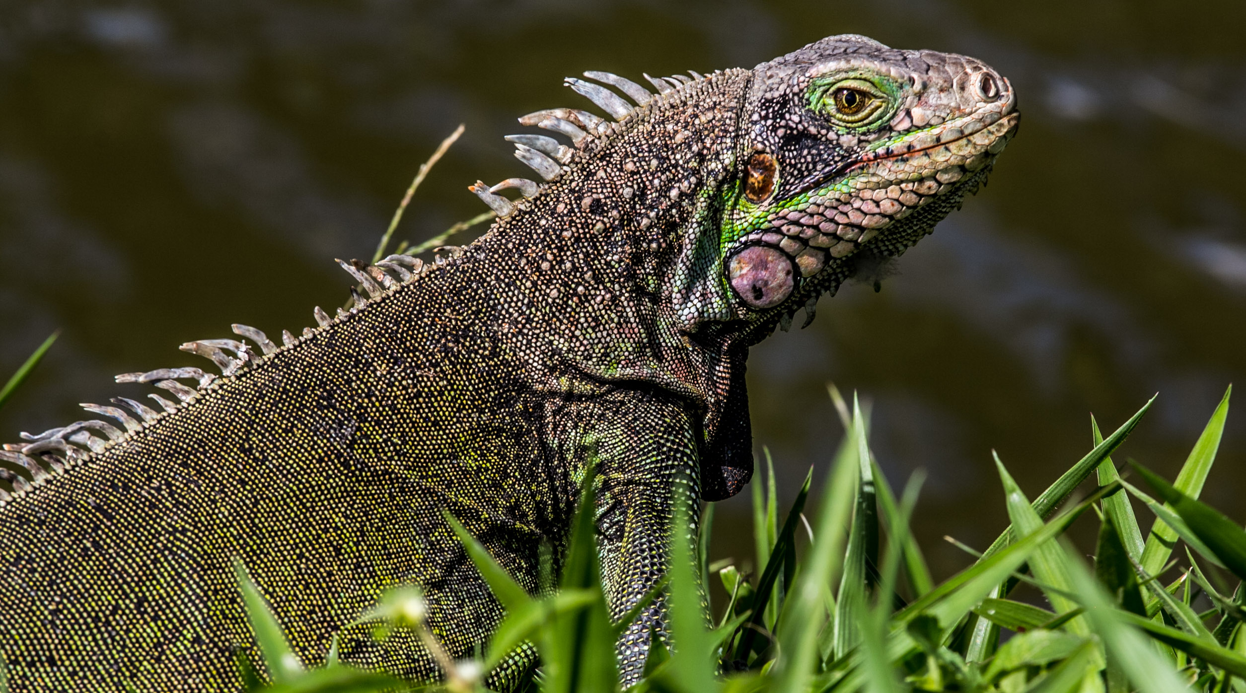 Iguana en libertad en el Parque Generalísimo Francisco de Miranda, de Caracas, Venezuela (Foto: Alejandro Ramírez Anderson)