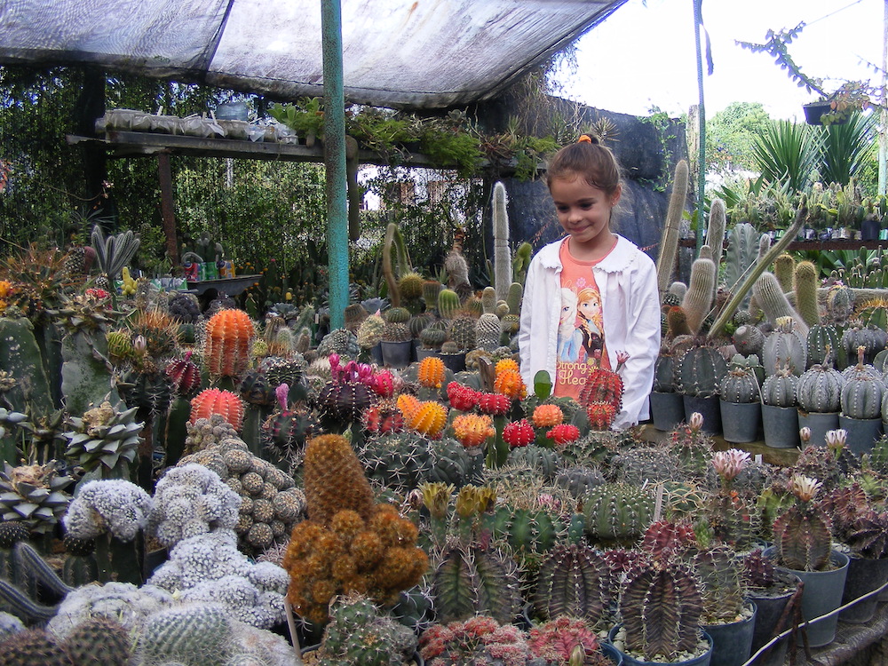 Este patio, cuyo nombre oficial es Patio Las Orquídeas, colabora directamente con el jardín botánico de la Universidad de Matanzas