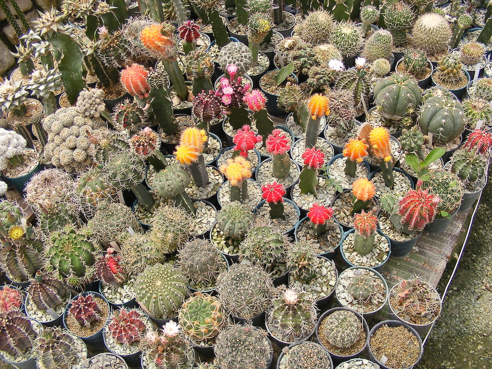 El proyecto en sí, tiene 38 años de creado, cuenta con un total aproximado de 3086 especies de plantas, de ellas, 435 son orquídeas, 955 cactus, suculentas 476, helechos 125 y otros géneros 1095. 