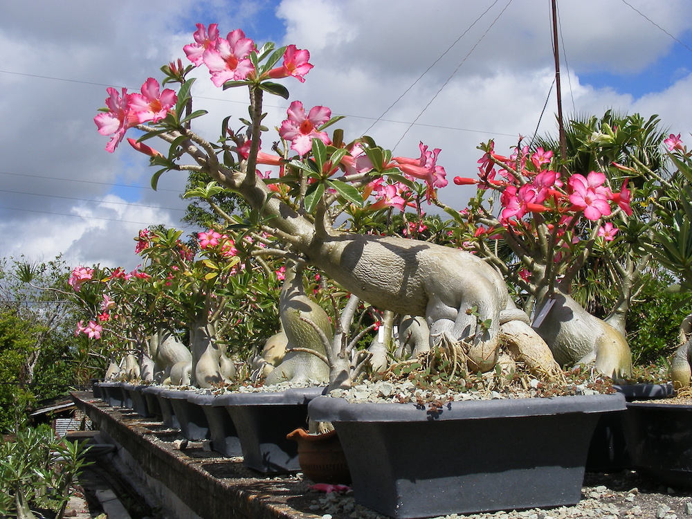 Rosa del desierto, planta originaria de Madagascar Una de las especies de orquídeas más pequeñas del mundo (Foto: Didier Cruz Fernández).