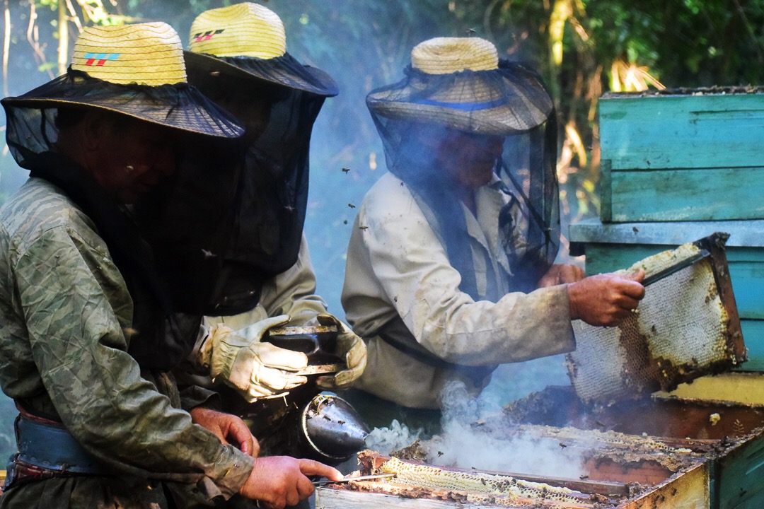 Castrar es un proceso que tarda horas (Foto: Marcos Paz)