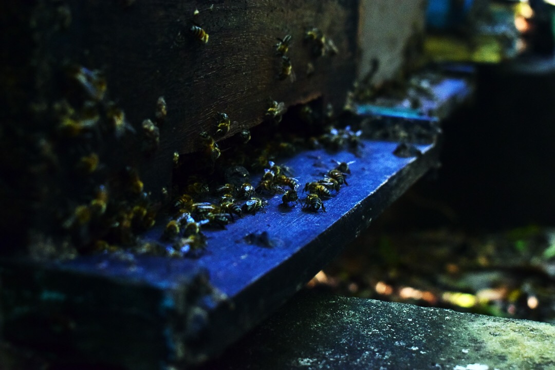 En la base de la colmena hay una pequeña abertura llamada piquera, por donde van y vienen las abejas (Foto: Marcos Paz)