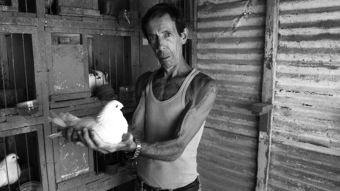 Alberto Gutiérrez tiene 62 años y 45 de ellos los ha dedicado a la cría de palomas. Es uno de los más antiguos palomeros que hay en el país y pertenece a la Federación Colombófila de Cuba. Cuando lo fotografié, hace no más de tres meses, tenía un estimado de 30 palomas para cría y en buen estado. En su azotea de Centro Habana me hablaba con orgullo de sus distintos premios y reconocimientos (Foto: Alberto (El Chino) Arcos).