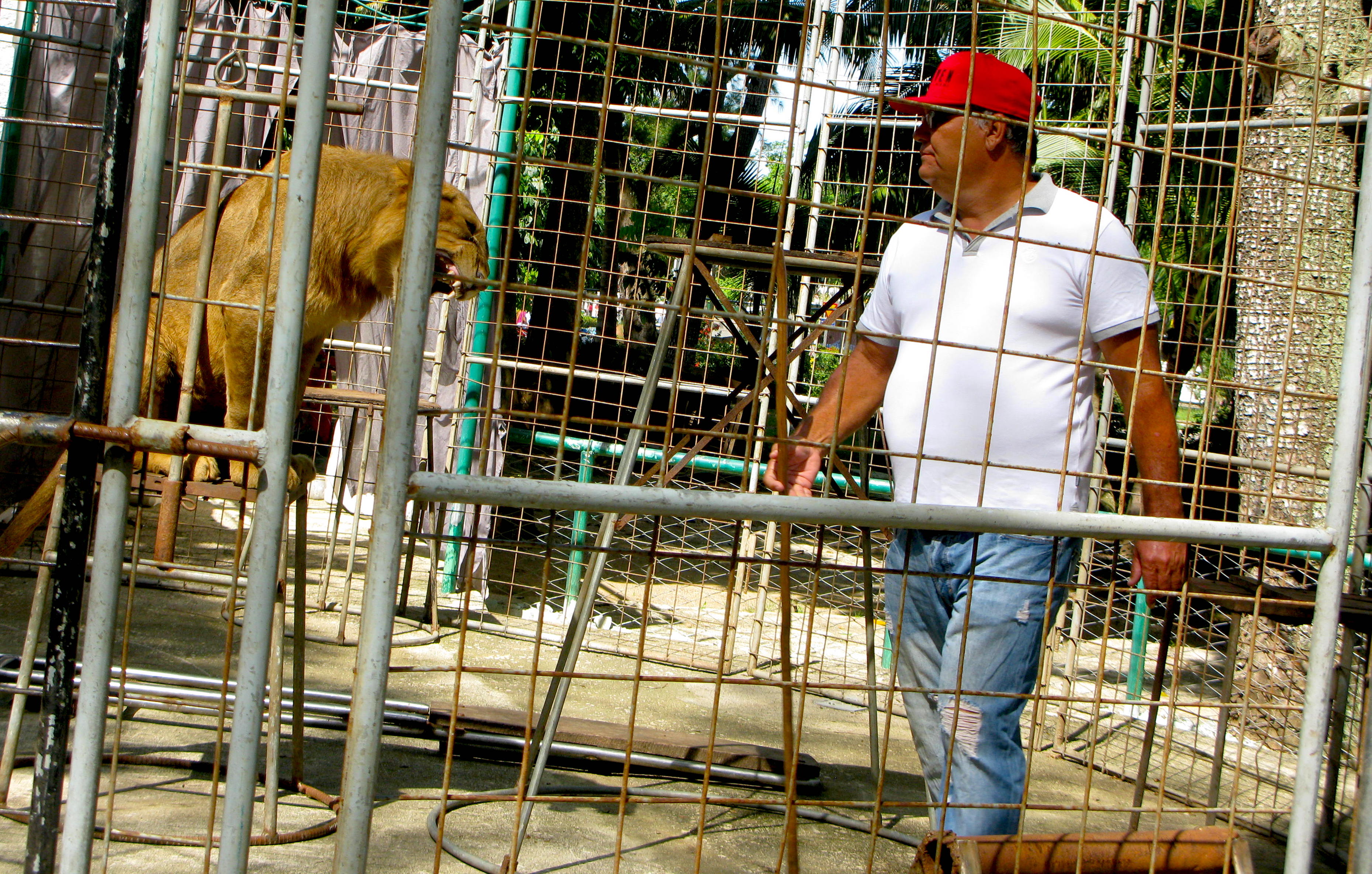 Landy, el domador, en el espectáculo con leones de los domingos (Foto: Yoe Suárez).