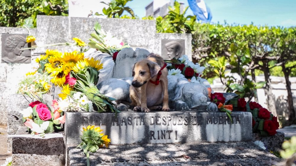 Desde hace años, esta caminata contra el maltrato animal se realiza en abril, en honor a Jeannette Ryder, una filántropa estadounidense cuyo perro está enterrado en un nicho a sus pies (Foto: Ismario Rodríguez).