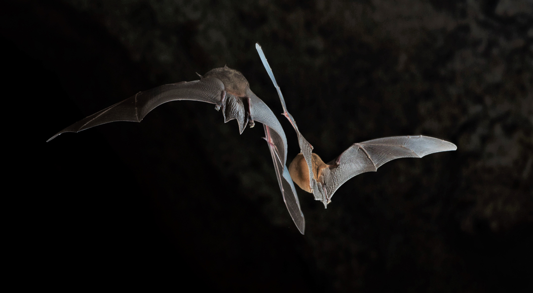 Murciélago Bigotudo Grande (Pteronotus parnelli). Foto tomada durante el éxodo nocturno en la caverna La Barca, Parque Nacional Guanahacabibes. Agradecimientos a Brock y Sherry Fenton (Foto: Jose Manuel de la Cruz Mora).