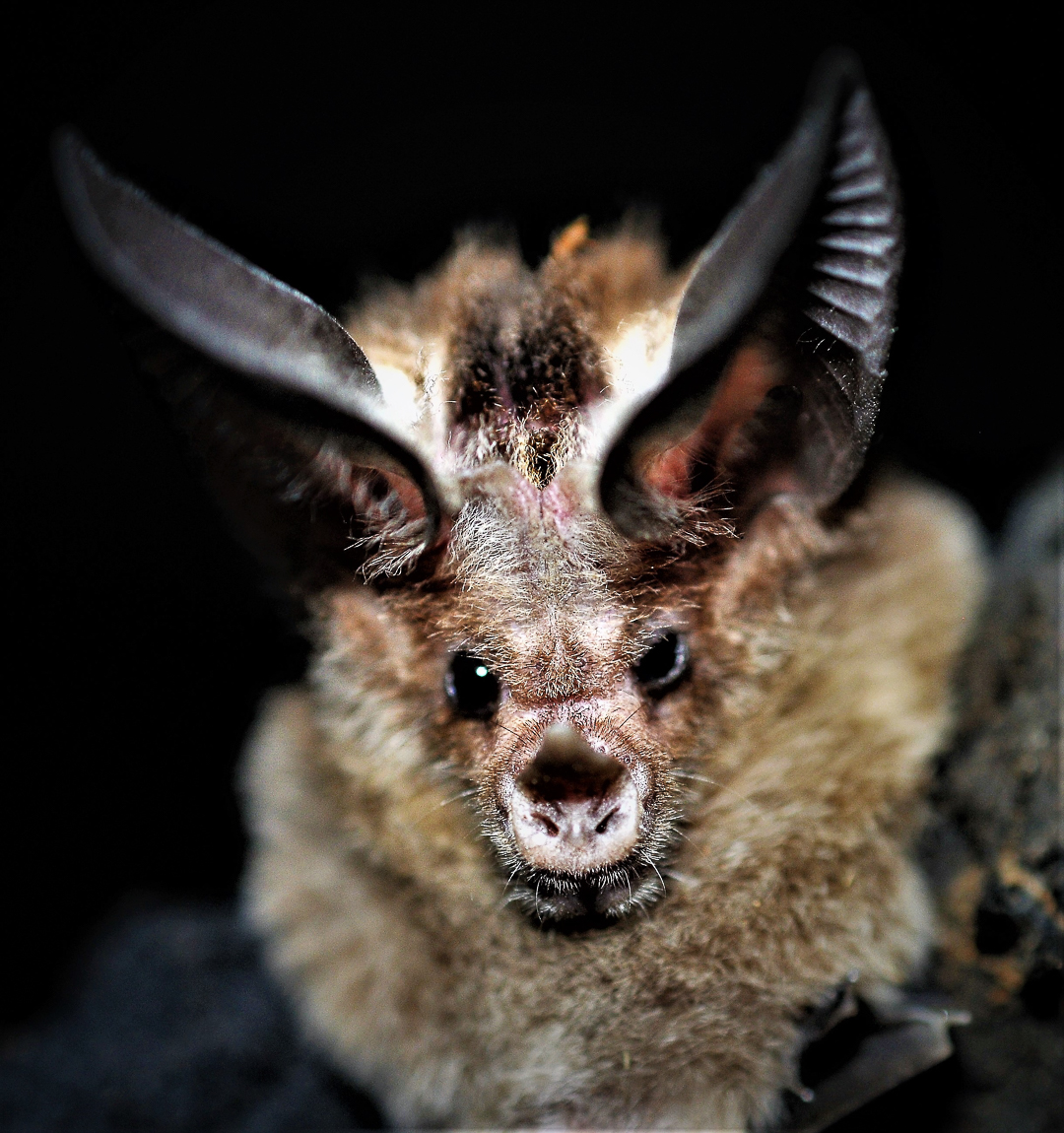 Murciélago Orejudo (Macrotus waterhousei). Foto tomada durante una expedición de monitoreo al Parque Nacional Guanahacabibes. Agradecimientos a EDGE Fellows program, ZSL y la Fundación Segré (Foto: Jose Manuel de la Cruz Mora).