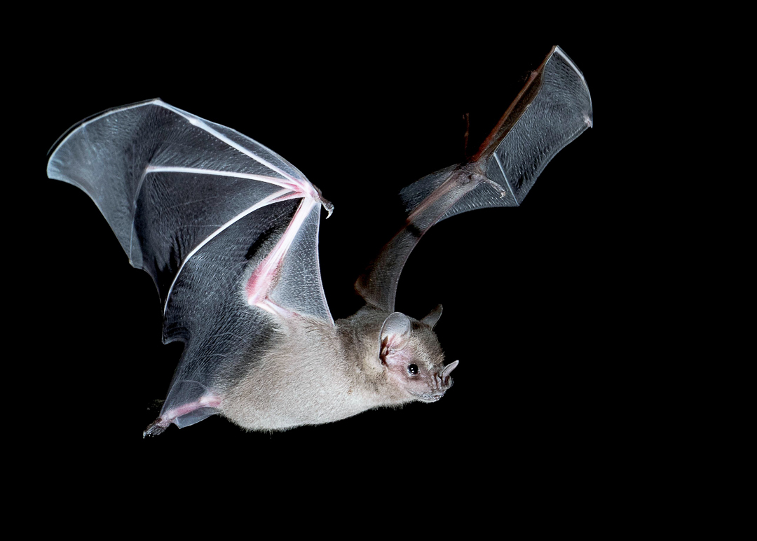 Murciélago Frutero Grande de Jamaica (Artibeus jamaicensis). Foto tomada durante el éxodo nocturno en la caverna La Barca, Parque Nacional Guanahacabibes. Agradecimientos a Brock y Sherry Fenton (Foto: Jose Manuel de la Cruz Mora).