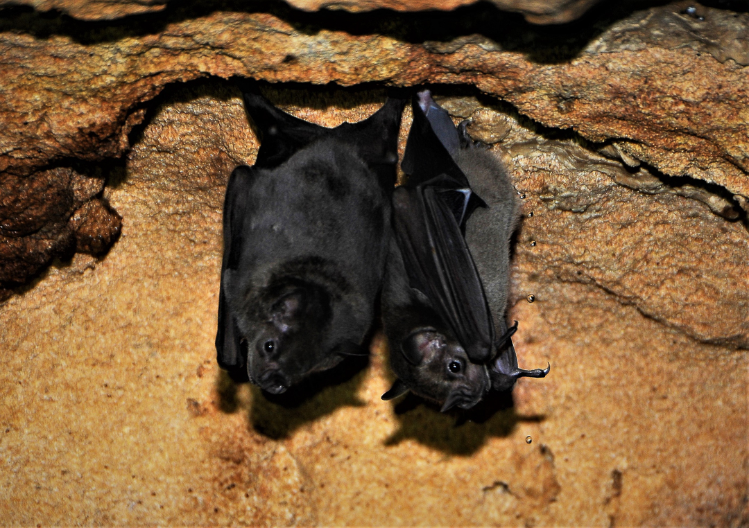 Murciélago Frutero Grande de Jamaica (Artibeus jamaicensis). Murciélagos descansando en su refugio diurno. Caverna El Francés, Parque Nacional Guanahacabibes. Agradecimientos a Brock y Sherry Fenton (Foto: Jose Manuel de la Cruz Mora).