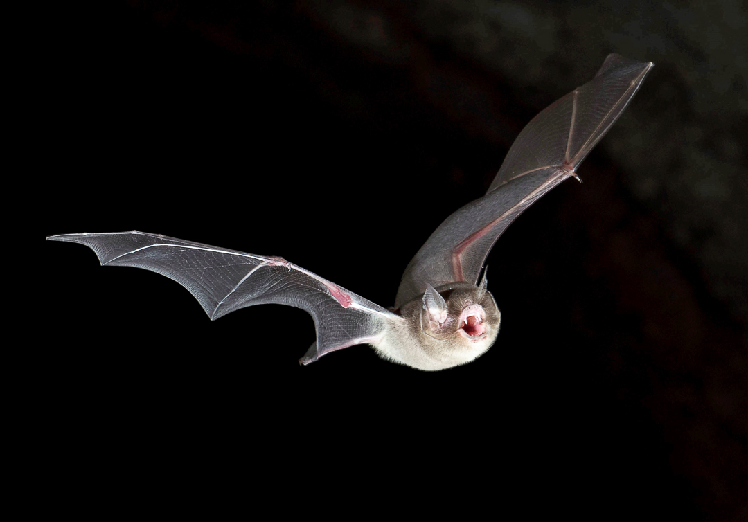 Murciélago Bigotudo Grande (Pteronotus parnelli). Foto tomada durante el éxodo nocturno en la caverna La Barca, Parque Nacional Guanahacabibes. Agradecimientos a Brock y Sherry Fenton (Foto: Jose Manuel de la Cruz Mora).