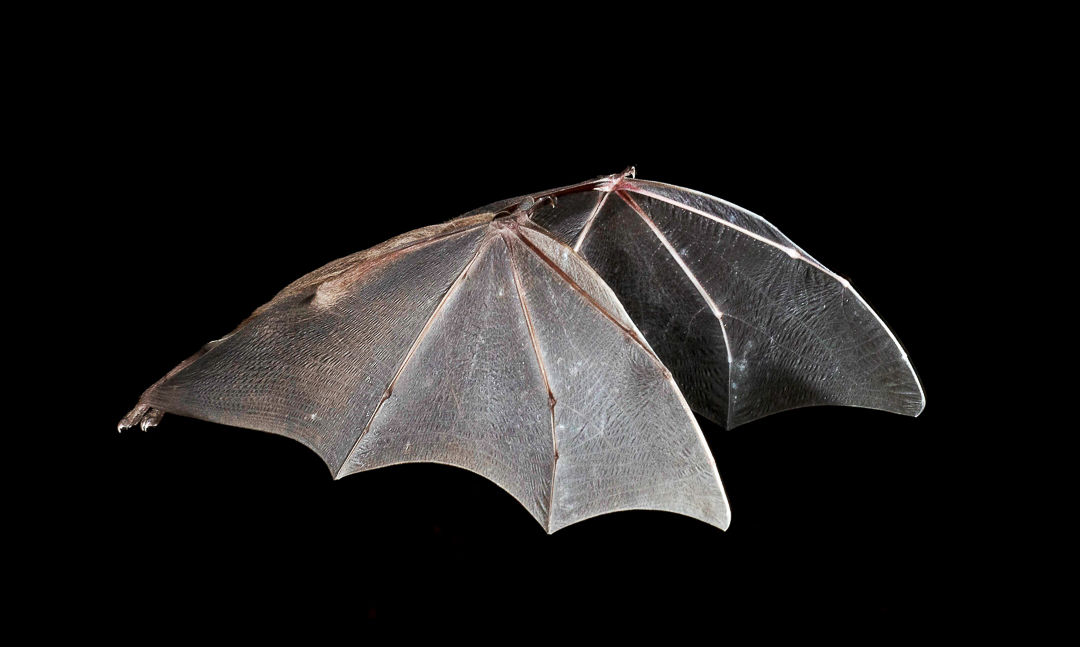 Murciélago Frutero Grande de Jamaica (Artibeus jamaicensis). Foto tomada durante el éxodo nocturno en la caverna La Barca, Parque Nacional Guanahacabibes. Agradecimientos a Brock y Sherry Fenton (Foto: Jose Manuel de la Cruz Mora).