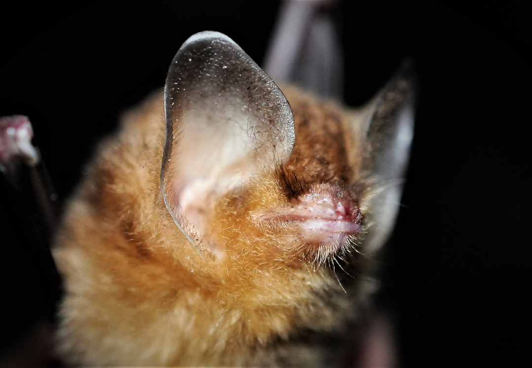 Murciélago Cubano Oreja de Embudo Grande (Natalus primus). Foto tomada durante una expedición de monitoreo al Parque Nacional Guanahacabibes. Agradecimientos a EDGE Fellows program, ZSL y la Fundación Segré (Foto: Jose Manuel de la Cruz Mora).