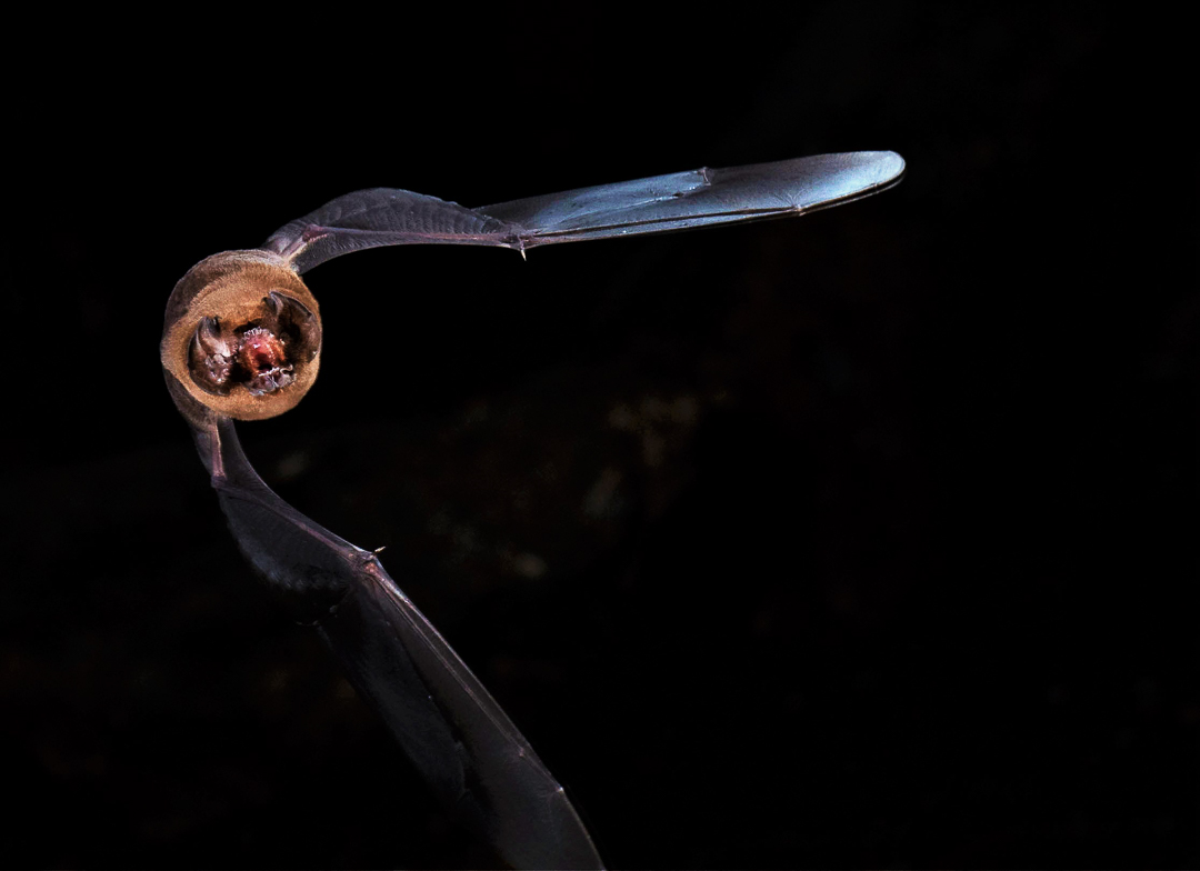 Murciélago Cara de Fantasma (Mormoops blainvillei). Foto tomada durante el éxodo nocturno en la caverna La Barca, Parque Nacional Guanahacabibes. Agradecimientos a Brock y Sherry Fenton (Foto: Jose Manuel de la Cruz Mora).