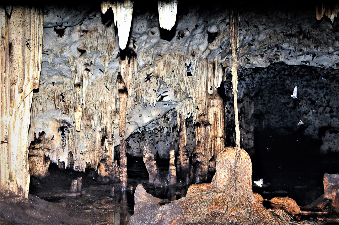 Salón de Calor en cueva La Barca, Parque Nacional Guanahacabibes. Foto tomada durante una expedición de monitoreo al Parque Nacional Guanahacabibes. Agradecimientos a EDGE Fellows program, ZSL y la Fundación Segré (Foto: Jose Manuel de la Cruz Mora).