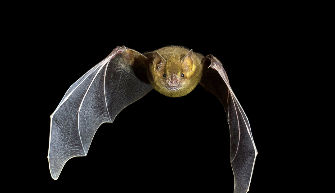 Murciélago Frutero Grande de Jamaica (Artibeus jamaicensis). Foto tomada durante el éxodo nocturno en la caverna La Barca, Parque Nacional Guanahacabibes. Agradecimientos a Brock y Sherry Fenton (Foto: Jose Manuel de la Cruz Mora).