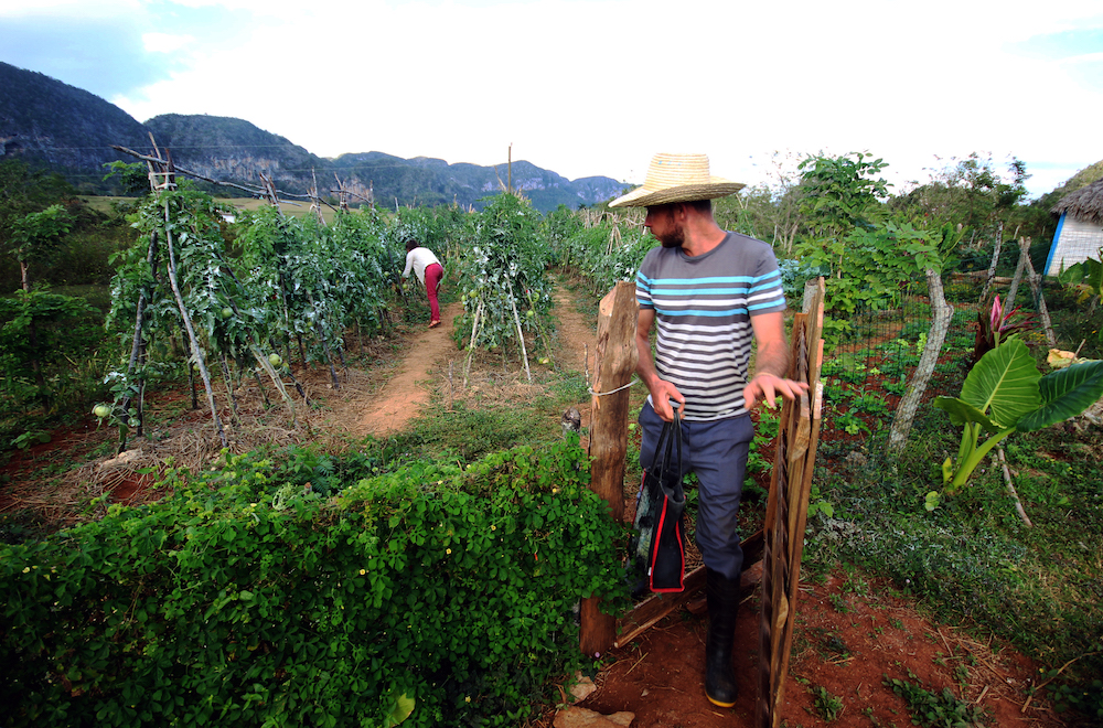 La finca de Perico ocupa solo una hectárea de tierra (Foto: Alba León Infante)