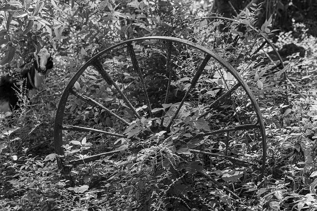 Las ruedas de una carreta envejecen en un jardín que la hierba cubre (Foto: Lázaro Lemus).