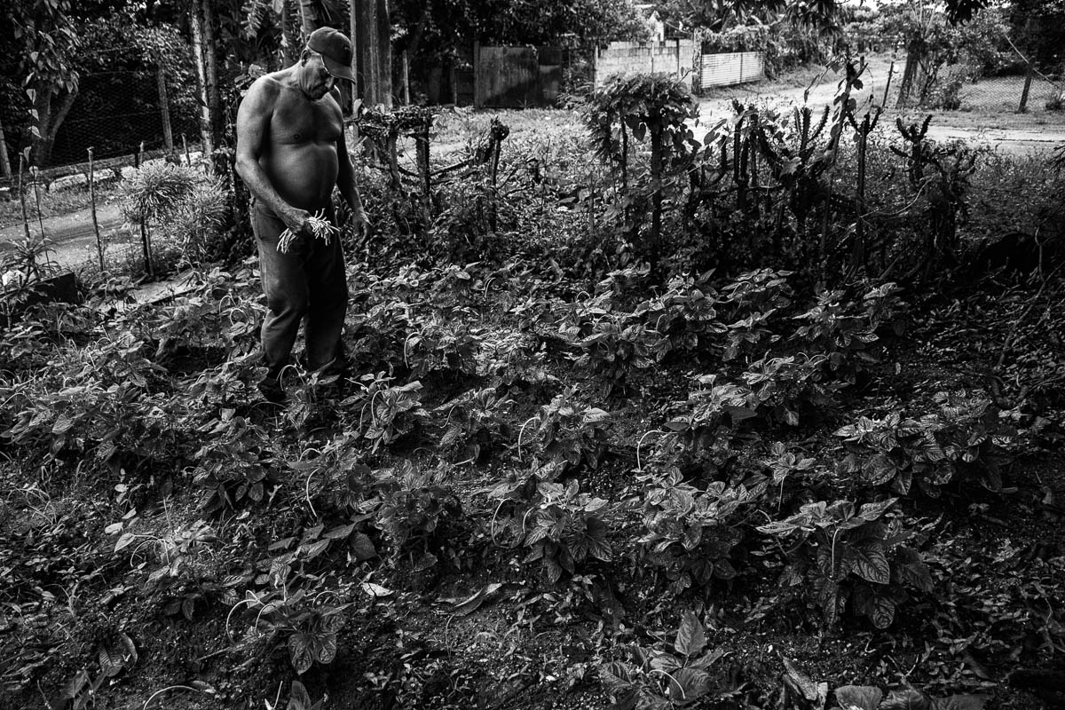 Recoge algunas habichuelas plantadas en la entrada de su casa (Foto: Sadiel Mederos Bermúdez). 