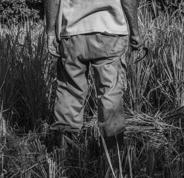 La tierra en el valle es fértil, pero no es ideal para el cultivo de arroz, ya que no retiene la humedad. Aun así, los campesinos construyen diques cerca de los arroyos donde siembran el preciado alimento (Foto: Lázaro Lemus).